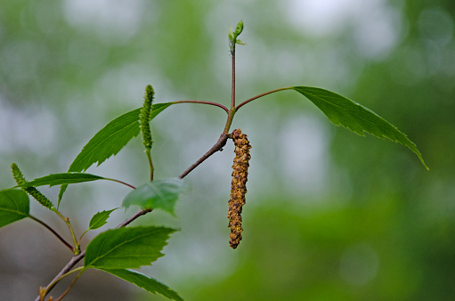 Silver birch, weeping birch. Betula pendula. Close up macro image of leaves and male and female flowers