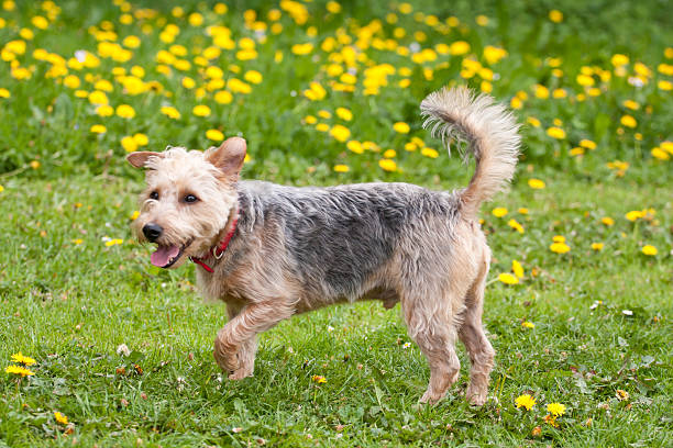 istock dog portait, out for a walk 149418904