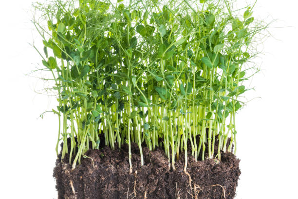 istock Pea micro greens sprouts, young pea shoots isolated on white 1494191157