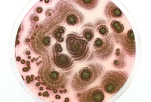 A microbiological culture Petri dish with fungi