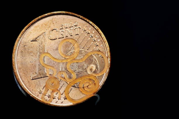 istock Anisakis fish parasitic worms on a Euro cent coin 1494191627
