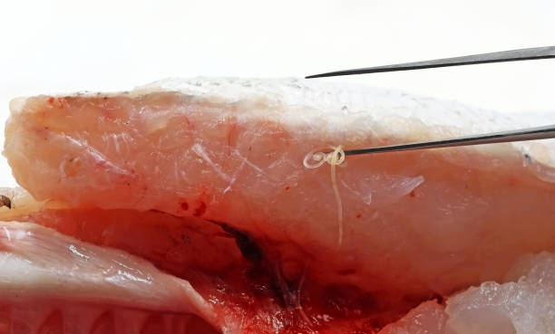Extraction of parasitic worms Anisakis from a fish