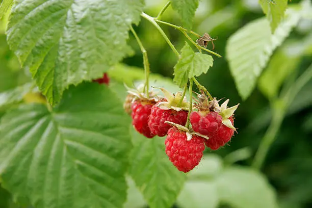 Close-up of ripe raspberry