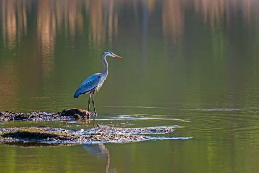 Great Blue Heron standing on a small island while fishing in a pond near the Chesapeake bay
