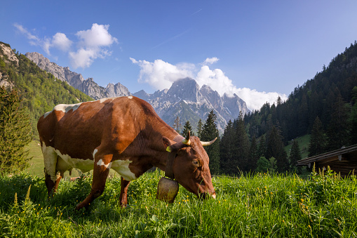 Milk Cow grazing peacefully and happy on the organic alpine meadows in Alps