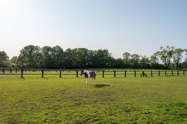 istock Beautiful spotted horse on the paddock.Afternoon sunlight. Clear blue sky. 1494194942