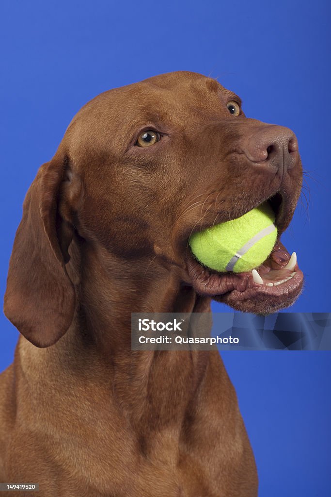 pure breed dog with tennis ball in mouth cute dog holding tennis ball on blue background Dog Stock Photo