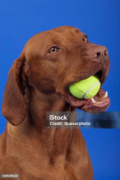 Pure Breed Dog With Tennis Ball In Mouth Stock Photo - Download Image Now - Dog, Sports Ball, Sphere