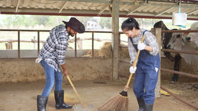 Farm worker male and femal working together to cleaning in brahman cattle farm, small business partner farmer lifestyles agriculture concept.