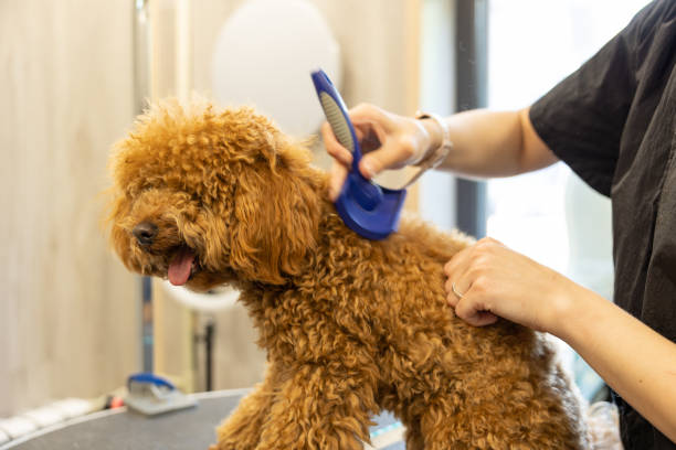 istock A hand combs a small red poodle on a grooming table. Pet care. 1494196347