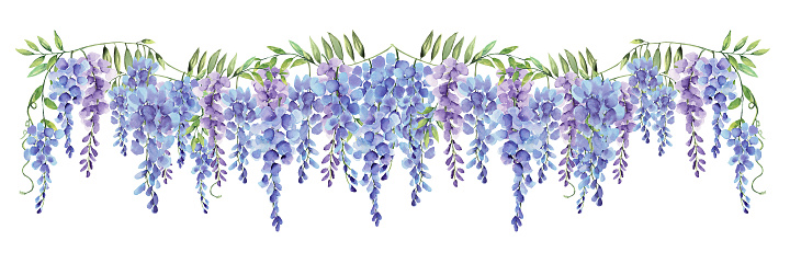 Wisteria watercolor purple and blue flower floral long border isolated transparent background hand painted clip art