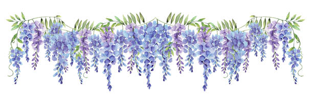 Wisteria watercolor purple and blue flower border hand painted clip art Wisteria watercolor purple and blue flower floral long border isolated transparent background hand painted clip art transparent background image pictures stock illustrations