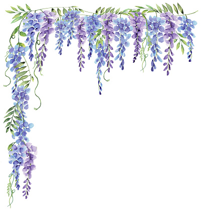 Wisteria watercolor purple and blue flower floral corner border isolated transparent background hand painted clip art