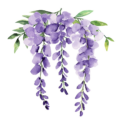 Wisteria watercolor purple flower floral bouquet isolated transparent background hand painted clip art
