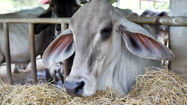 American brahman cattle breeding farm, cow in cowshed without people. Livestock and farm industry.