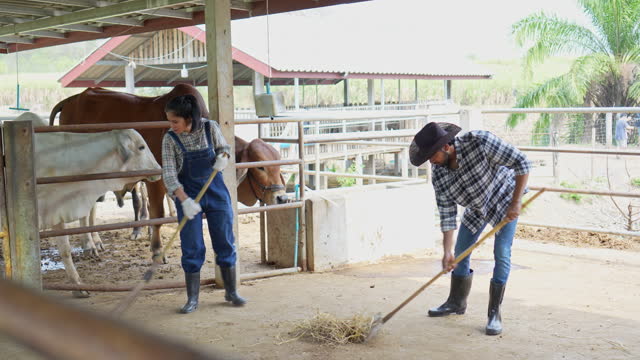 Farm worker male and femal working together to cleaning in brahman cattle farm, small business partner farmer lifestyles agriculture concept.