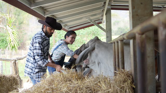 Young adult small business partner working at brahman cattle farm together, Feeding cow with hay mix with fermented soybean meal, Smart farm lifestyles agriculture concept.