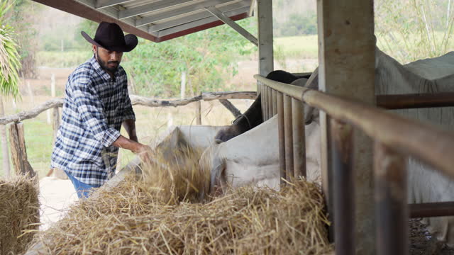 Asian indian man farm worker working feeding cow with hay in brahman cattle farm, Livestock and farm industry lifestyle