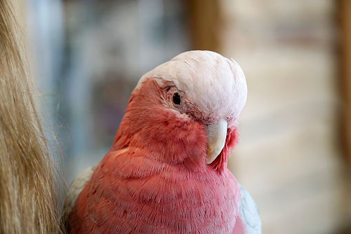 Pink and white Cockatoo parrot - close-up on head, defocused background - bokeh effect.