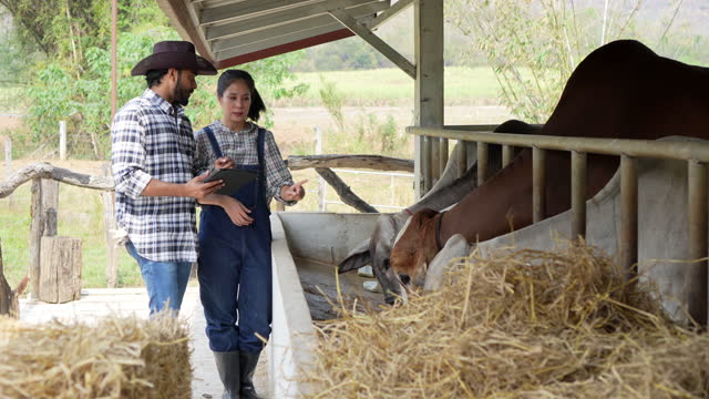 Young adult small business partner working at brahman cattle farm together, Feeding cow with hay mix with fermented soybean meal, Smart farm lifestyles agriculture concept.
