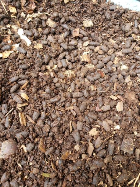 istock Dung of beetles that come from food scraps. 1494199447