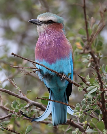 A beautiful, vibrantly colourful Lilac Breast Roller sitting in a tree.