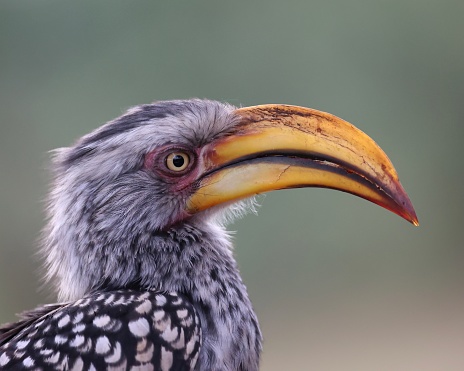 A close-up of a perched Southern yellow-billed Hornbill.