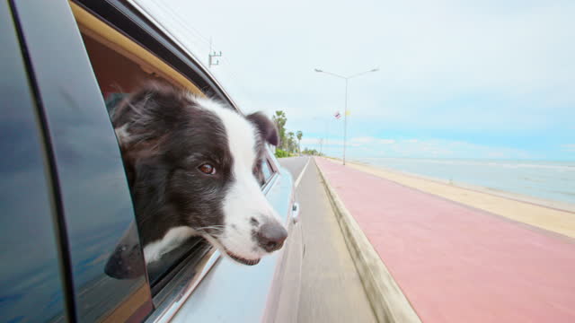 Funny dog sticks his head outside a car enjoy summer beach view outside window.