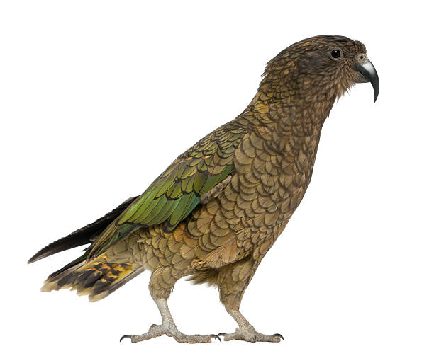 istock Kea, Nestor notabilis, a parrot, standing 149420320