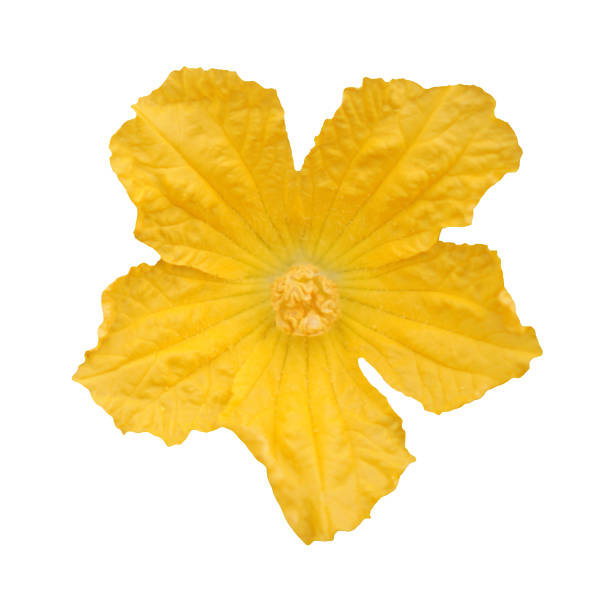 cut outline yellow flower sponge gourd on white background