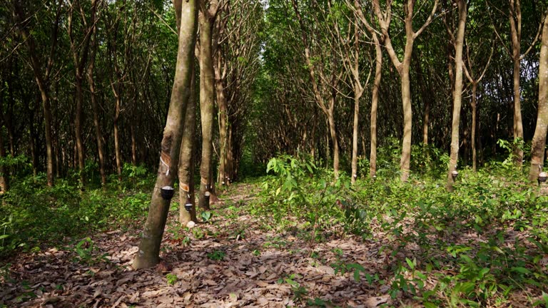 Rubber Trees In Thailand