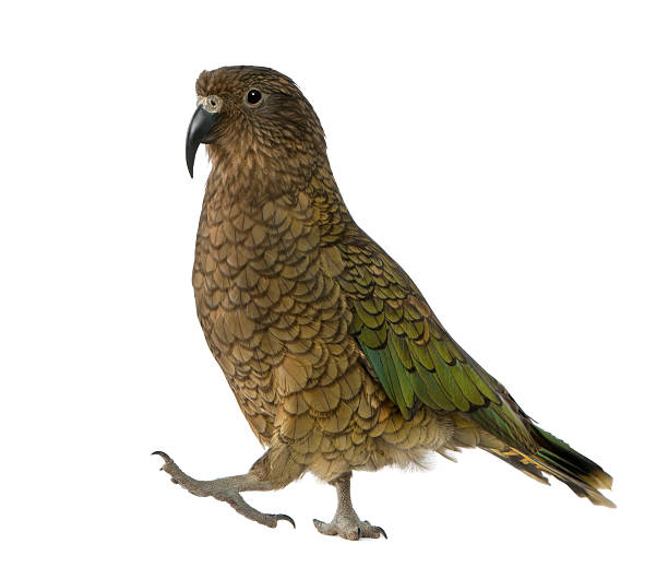 istock Kea, Nestor notabilis, a parrot, standing 149420348