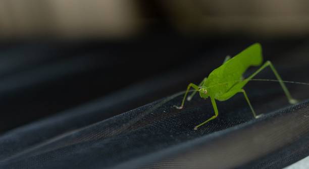 istock Large green insect perched atop a wooden table surface 1494204791