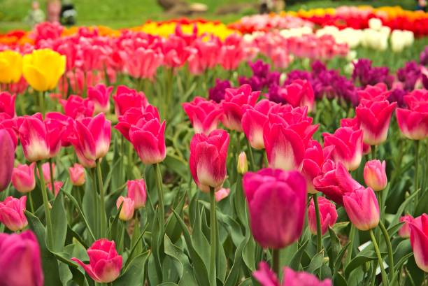 istock Array of vibrant tulips in dendrological gardens in Pruhonice, Czech Republic. 1494204977