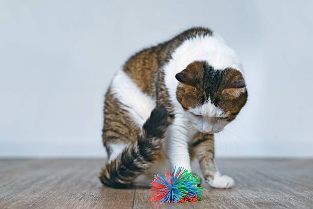 istock Cute tabby cat looking curious to a toy ball. 1494206264