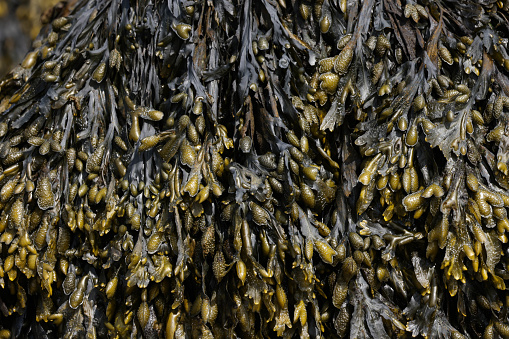 Horizontal high angle closeup photo of edible bush food, native Australian seaweed, also known as Sea Grapes or Neptune’s Necklace, growing on rock platforms at high tide at Mollymook on the south coast of NSW in Summer.