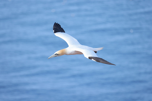 the northern gannet is one of the biggest seabirds in europe