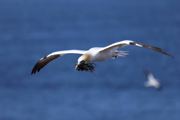 RSPB Scotland Troup Head, Banff, Scotland - August 30, 2025, Close up of cliffs and gannets at RSPB Gannet Colony at Troup Head, near Banff, in Scotland
