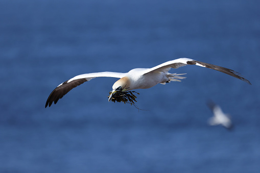 the northern gannet is one of the biggest high sea birds in europe