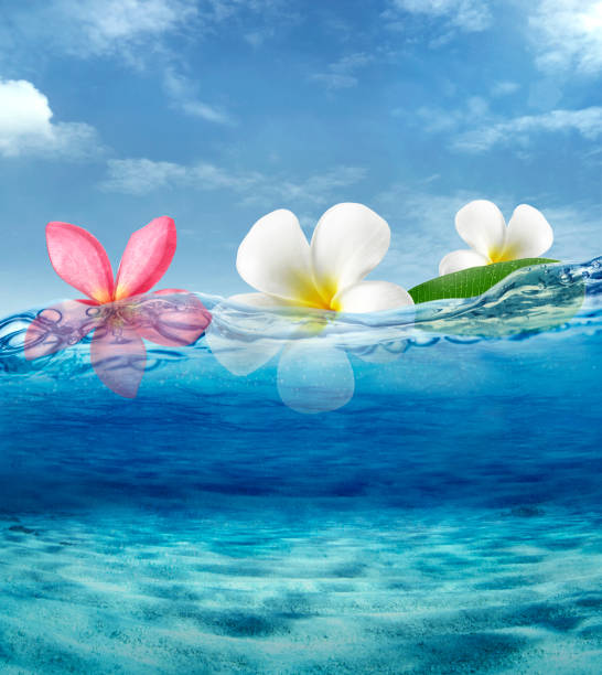 880+ Floating Plumeria Stock Photos, Pictures & Royalty-Free Images ...