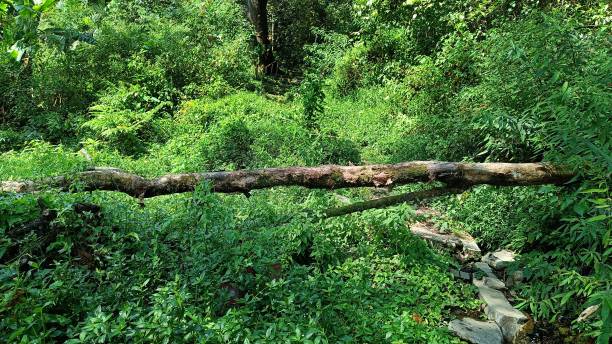 istock big and tall tree fall down in the middle of nature forest 1494211498
