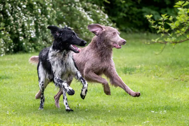 Two friends running in meadow
