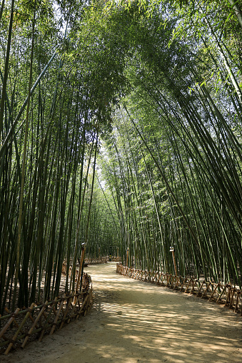 Taehwagang Bamboo Forest in the city of Ulsan, South Korea on a sunny spring day. The park is rather large and the bamboo forest is magnificent.