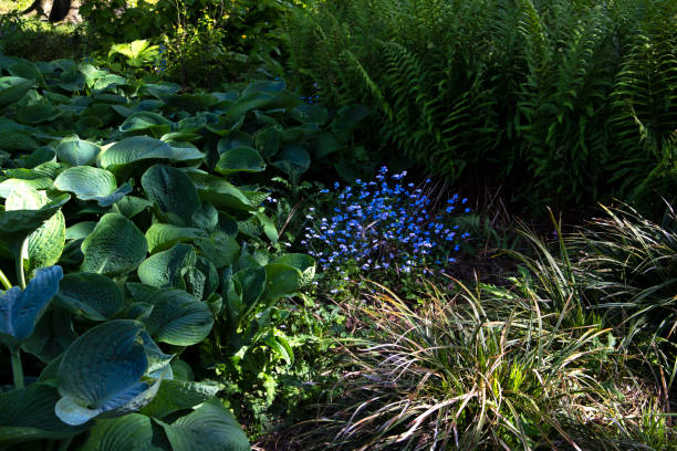 Diverse kinds of plants like plantains, ferns and purple woodland forget-me- nots in sunlight