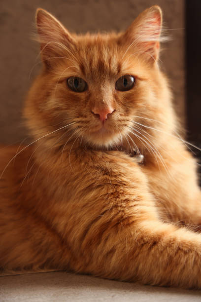 istock Cute yellow cat is lying on the floor 1494216557