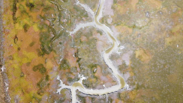 istock Beautiful Patterns in Salt Marsh of West Coast National Park 1494216772