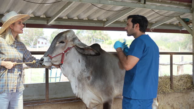 Male veterinarian in a blue scrub uniform discussing with female farm owner about cow hygiene in cowshed, Farm and livestock lifestyles.
