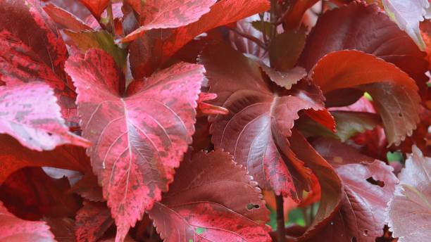 istock Acalhypa ornamental plant, dark red leaves 1494217303