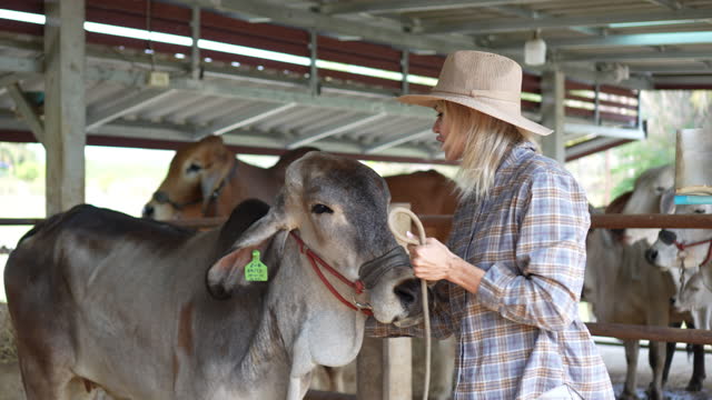 Caucasian woman farmer in american brahman cow farm, Female working in cowshed, Livestock and farm industry lifestyles.