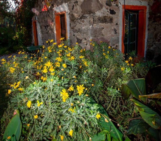 Yellow Daisy flower in front of stone house
